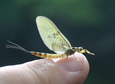 Ephemeroidea Ephemeroidea