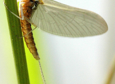 Caenidae Caenidae