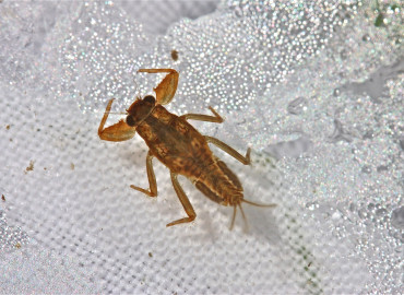 Ephemerellidae Ephemerellidae