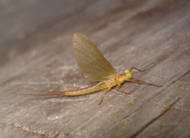 Potamanthidae Potamanthidae