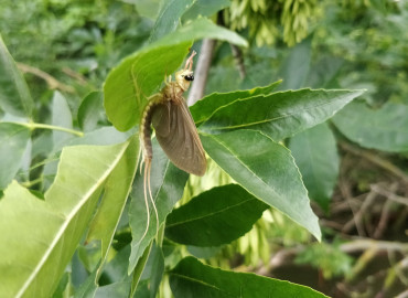 Palingeniidae Palingeniidae