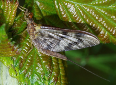 Ephemeridae Ephemeridae