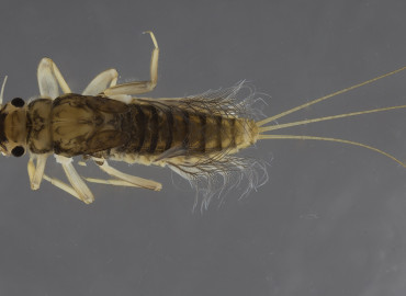 Leptophlebiidae Leptophlebiidae
