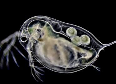 Daphnia (C.) similis