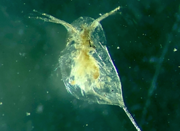 Daphnia carinata