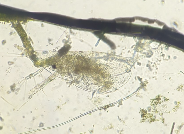 Daphnia cucullata