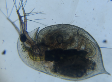 Daphnia curvirostris