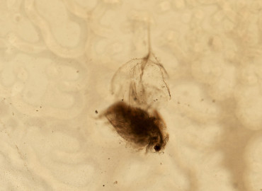 Daphnia galeata