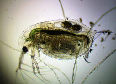 Daphnia hyalina