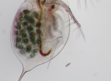 Daphnia longispina