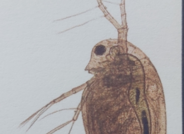 Daphnia obtusa