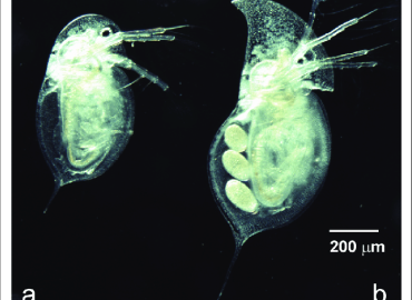Daphnia parvula