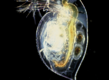 Daphnia pulex