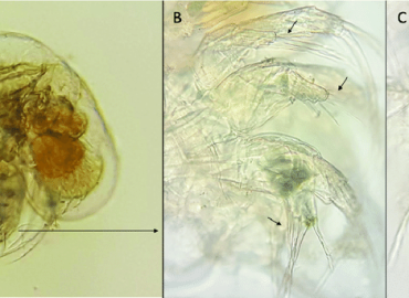 Pleopis polyphaemoides