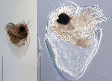 Pseudevadne tergestina