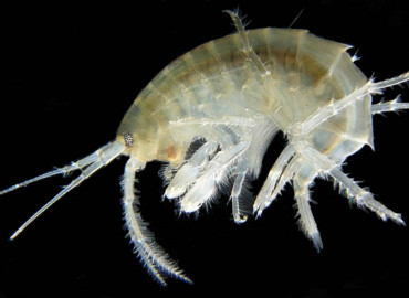 Amphipoda
