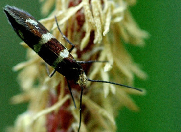 Micropterix