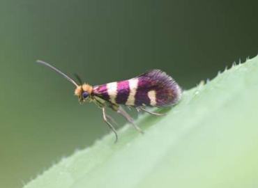 Micropterix allionella