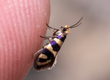 Micropterix klimeschi