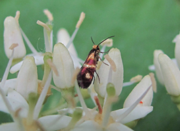 Micropterix maschukella