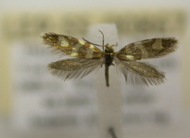 Micropterix wockei