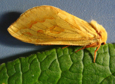 Hepialus humuli Hepialus humuli