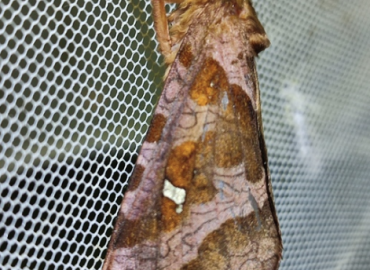 Zenophassus schamyl Zenophassus schamyl