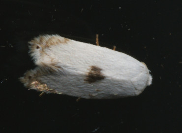 Opostega auritella