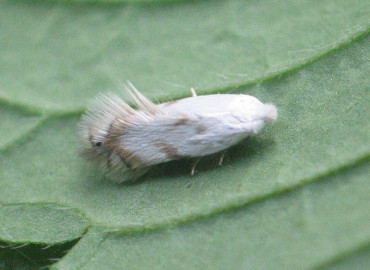 Opostega crepusculella