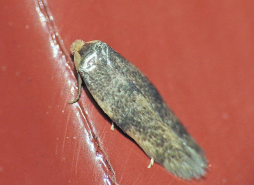 Opostega spatulella