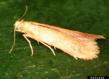 Tischeria ekebladella Tischeria ekebladella