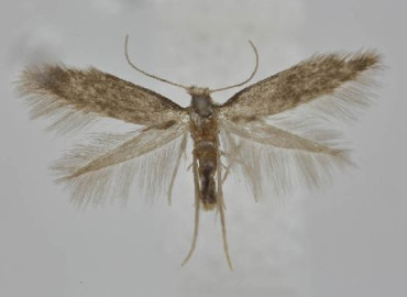 Tischeria gaunacella Tischeria gaunacella