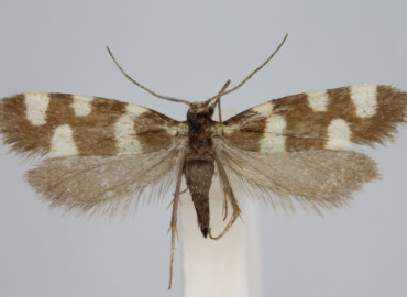 Alloclemensia devotella