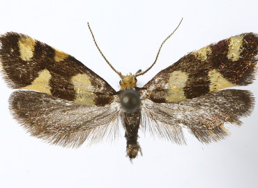 Lampronia rubiella Lampronia rubiella