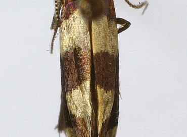 Lampronia rupella Lampronia rupella