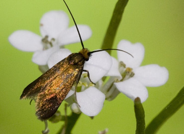 Adela rufimitrella Adela rufimitrella