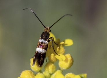 Adela tridesma Adela tridesma