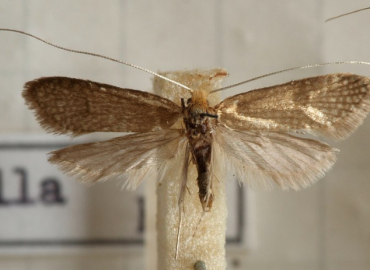 Nematopogon panzerella Nematopogon panzerella