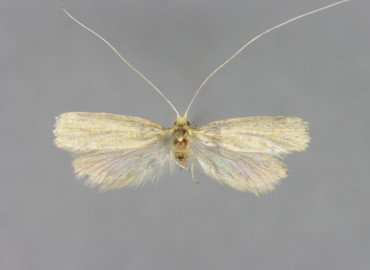 Nematopogon pilella Nematopogon pilella