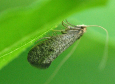 Nematopogon robertella Nematopogon robertella