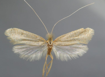 Nematopogon schwarziella Nematopogon schwarziella