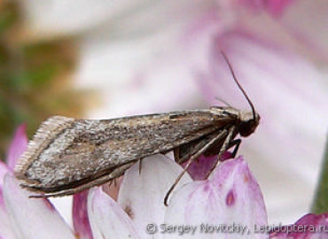 Deuterotinea palaestinensis