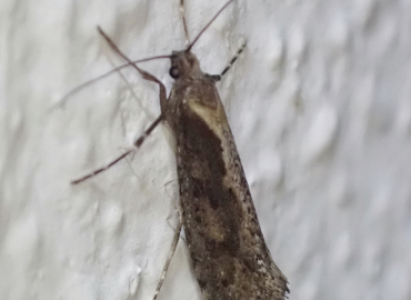 Deuterotinea paradoxella