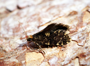 Diplodoma laichartingella Diplodoma laichartingella