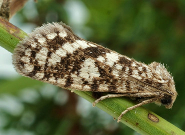 Eochorica balcanica Eochorica balcanica