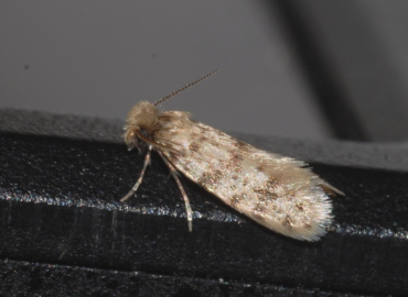 Eumasia parietariella Eumasia parietariella