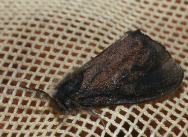 Lepidopsyche unicolor Lepidopsyche unicolor