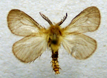 Megalophanes viciella Megalophanes viciella