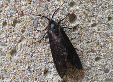 Melasina ciliaris Melasina ciliaris