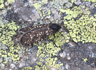 Melasina punctatella Melasina punctatella